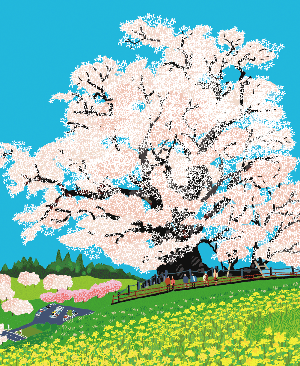 塩ノ崎の大桜（本宮町）