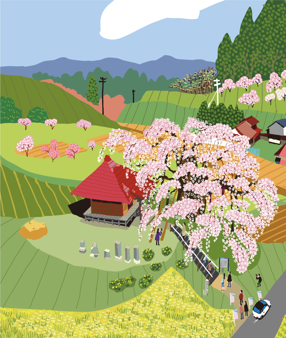 上石の不動ザクラ（郡山市中田町）